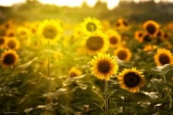 Schreibtischunterlage "Sonnenblumenfeld Muster" In Gelb (L)60 X (B)40