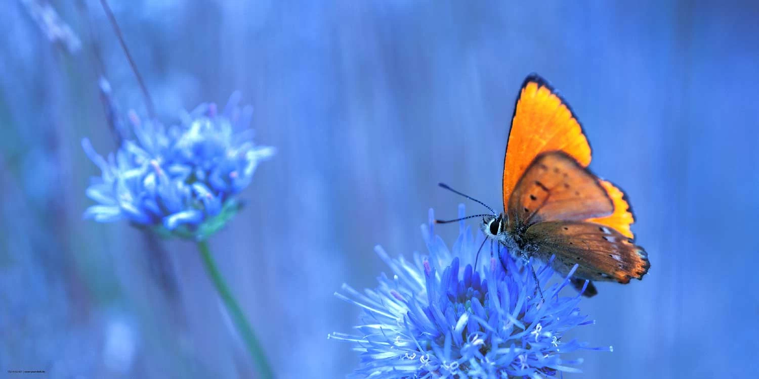 Schreibtischunterlage "Orangener Schmetterling" In Orange (L)100 X (B)50 4 Schreibtischunterlage "Orangener Schmetterling" In Orange (L)100 X (B)50 – Bild 2